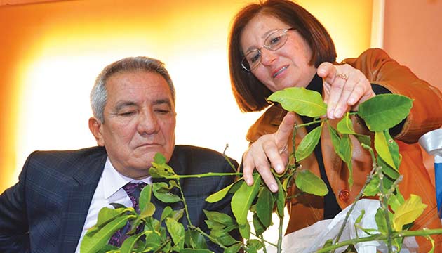Turungil sar damar almas hastal Dou Akdeniz