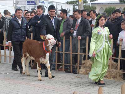 Ktahya