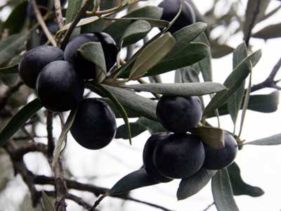 zeytin