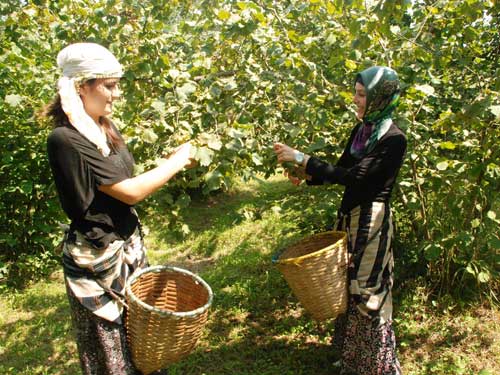 Ordu