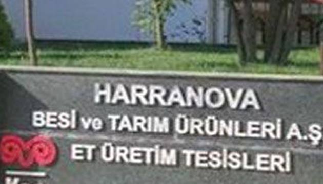 ko, Harranova
