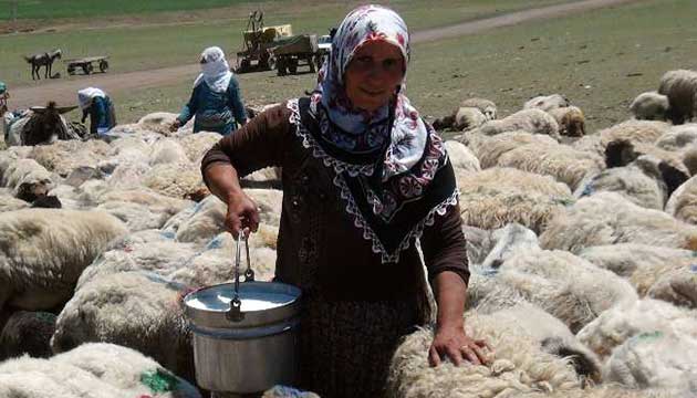 Koyun samak iin 20 km yryorlar 