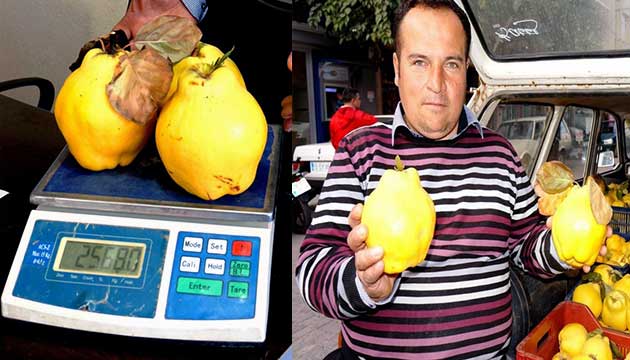 Sarglde Limon Ayva Bereketi
