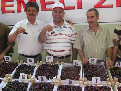 Kirazn yeilyurt ekonomisine katks ylda 2,5 milyon dolar