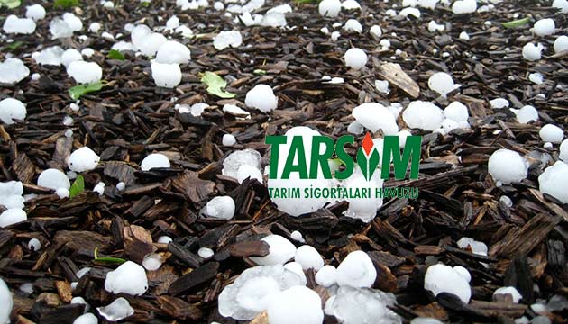 tarsim