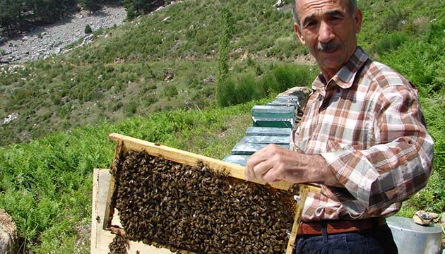 Arlarn ormanla bulumas bal retimini iki katna kard