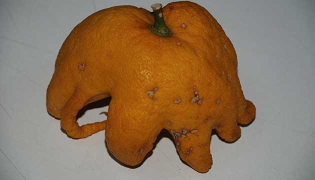 Ahtapota Benzeyen Limon artyor