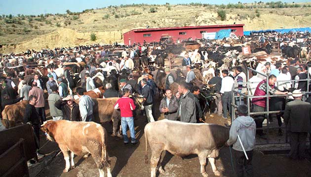 ap hastal tehlikesi geti, Nevehir Hayvan Pazar yeniden ald