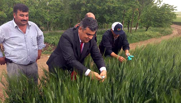 Erelide Faydal Bcekler Tarlalara Salnd