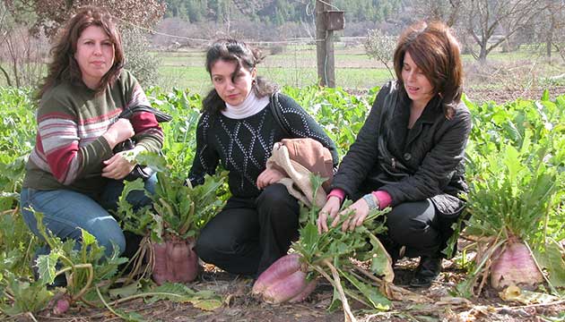 Mulada ekilen alternatif yem bitkilerinden verim alnd