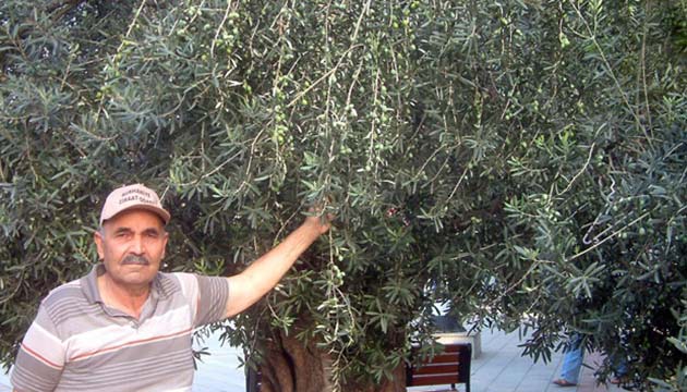 Ar scaklar zeytin sinei zararn nledi