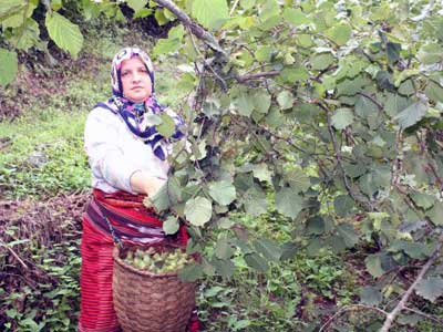 Fndk Rekoltesi 600 Bin Tonun Altnda