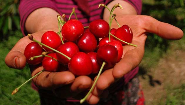 zmir, kiraz retiminde Trkiye lideri