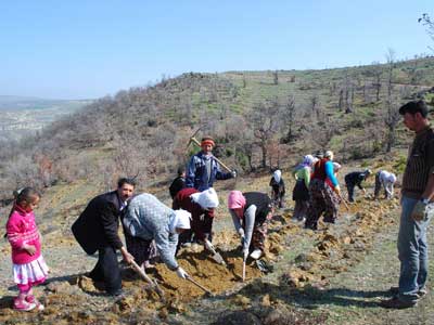 Pazarlarda 600 bin fidan toprakla bulutu