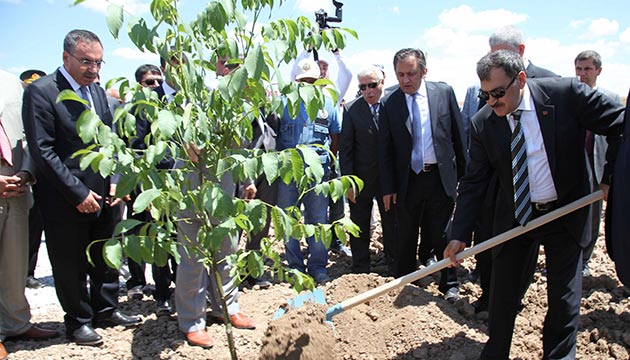 Bozuk ormanlara ceviz dikip 49 yllna kylye kiralayacaz