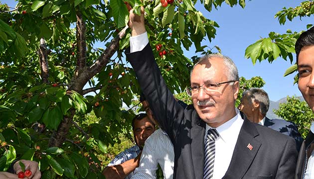 Kiraz reticileri Rekolteyi Dk Bekliyor