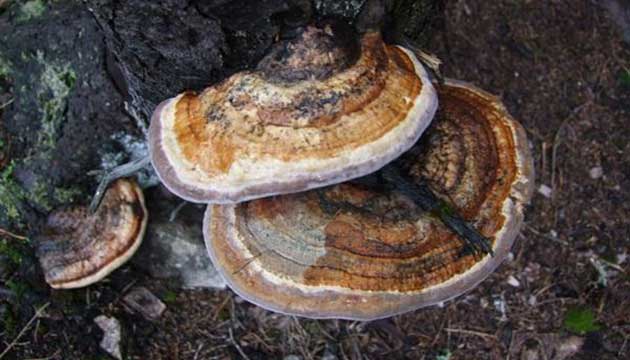 Ganoderma Lucidum,Ordu ormanlarnda lmszlk mantarna rastland 