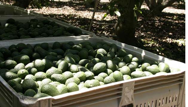 avokado hasad