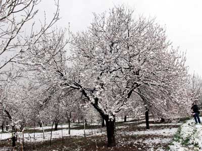 Malatya