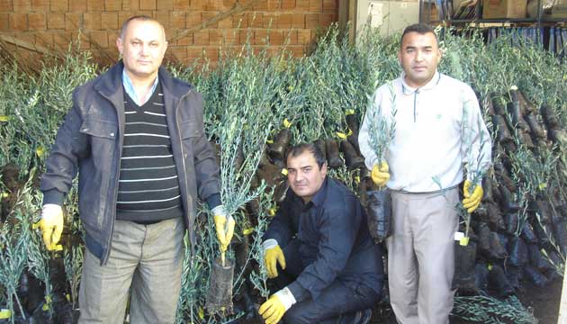 iftiye yzde 50 destekli fidan datld