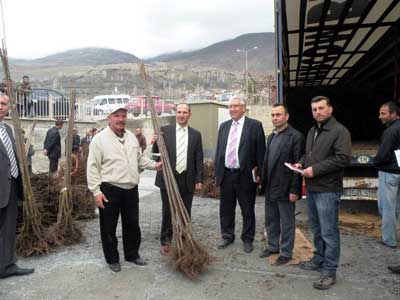 zmlde 6 bin 500 adet kiraz fidan datld