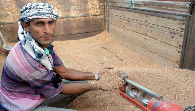 Fiyat den krmz mercimek ekiminde d yaanyor