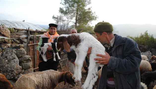 Toroslar olak ve kuzularla enlendi