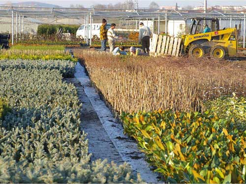 Ss bitkileri toplants 25 temmuz’da Sakarya’da yaplacak