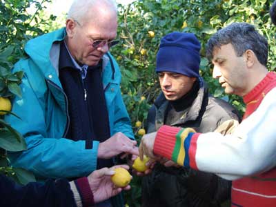 Amerikal uzman Silifke limonunu inceledi