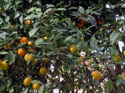 ster portakal ye ister limon