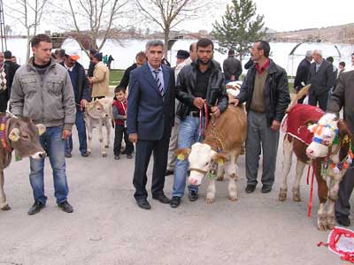 Malatya da buza tevik yarmas ilgi grd 