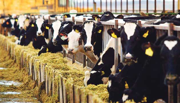 Hayvancla 5 milyar lira kredi verildi
