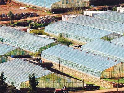 Belediyeler ruhsatsız seraya ceza kesecek, üretici tedirgin