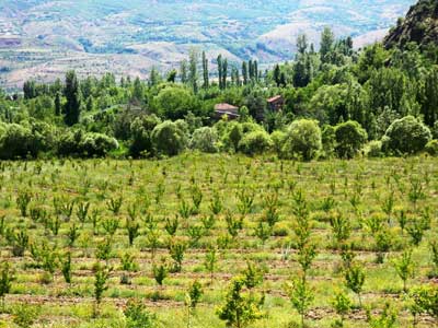 Erzincan