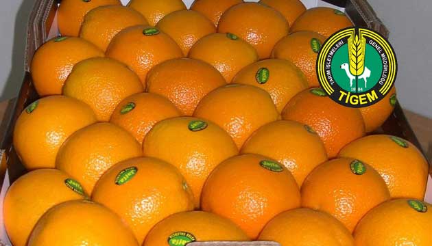 TGEM 2 bin 575 ton Valencia portakal satacak