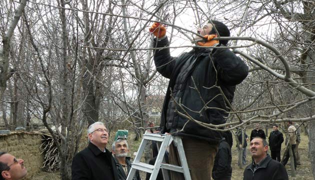 Erzincanda budama sezonu balad