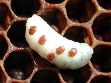 Arclarn korkulu ryas VARROA
