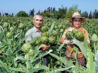Enginar ekim alanlar azald, enginar fiyatlar ykseldi