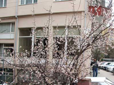 Baharn mjdeleyicisi olan badem agalar iek at