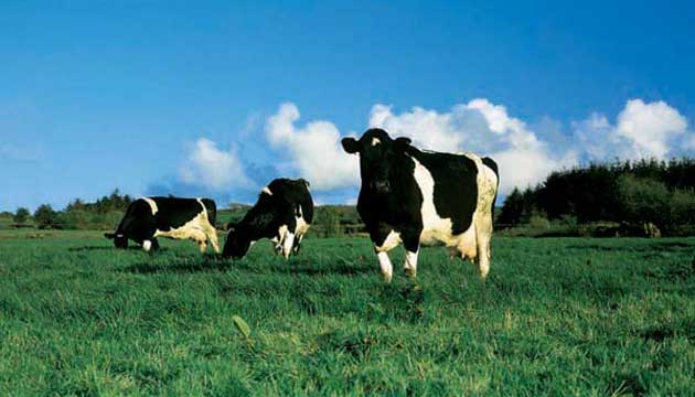 Hayvanclk Destekleme Tevik Bavurular Balyor