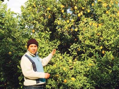 Limon, bu sefer reticinin yzn ekitti