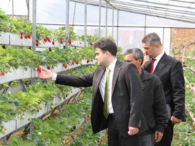 Sera ilekleri ilk meyvelerini vermeye balad