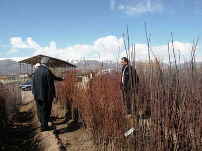 Erzincan meyve fidan ihra ediyor