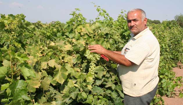 ifti Kurulular reticileri Erken Hasat Konusunda Uyard  