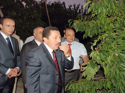 Sultanda kiraznn yzde 60 ihra ediliyor