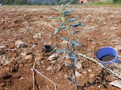 Dalamann ilk bodur zeytinleri toprakla bulutu  