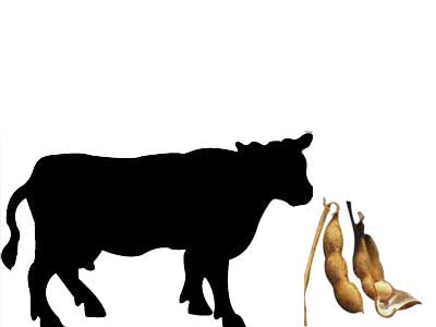Soya fasulyesinin hayvan yemlerinde kullanlmasna izin verdi