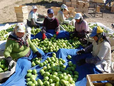 Limon reticisinde rekolte endiesi