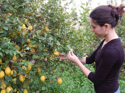 Limon reticisinde rekolte endiesi