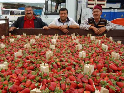 Nisan yamurlar ilek ihracatn sekteye uratt